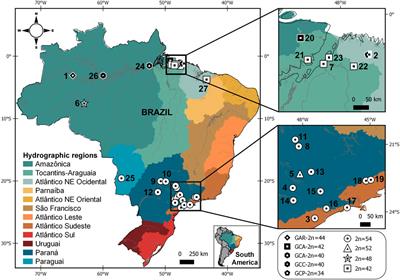 Chromosome Painting in Gymnotus carapo “Catalão” (Gymnotiformes, Teleostei): Dynamics of Chromosomal Rearrangements in Cryptic Species